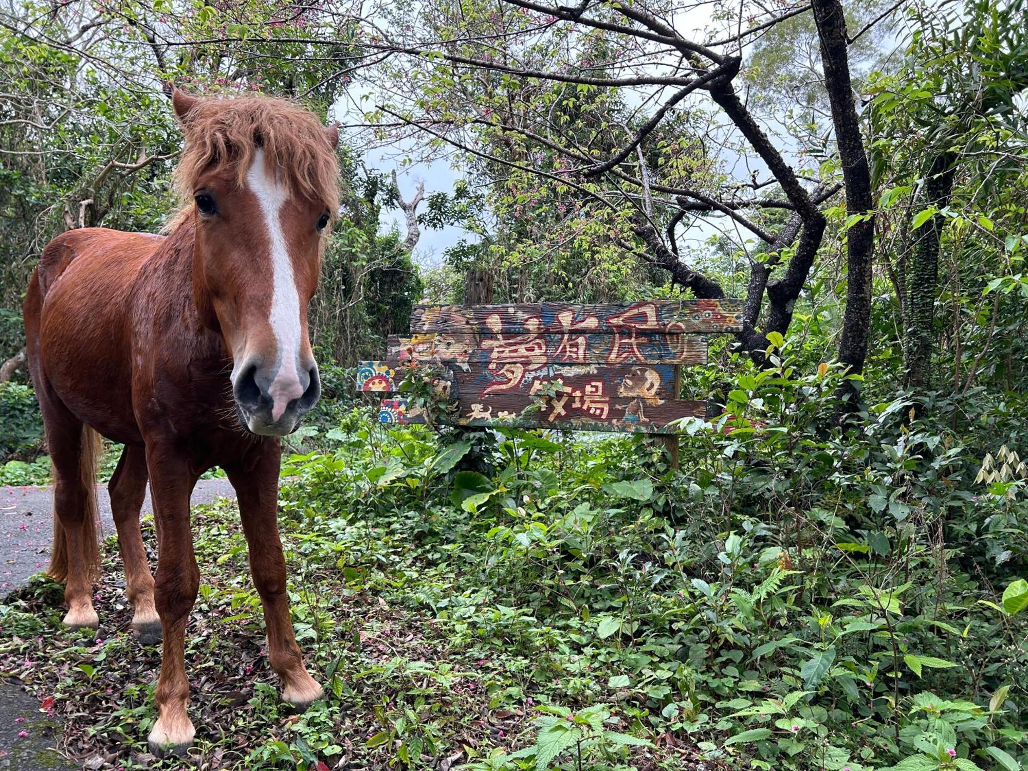 Muumin Farm Βίλα Nakijin Εξωτερικό φωτογραφία